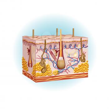 Royalty Free Clipart Image of a skin and hair follicle diagram