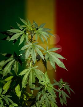 Cannabis with rastafarian flag background. Dark scene with deep shadows.