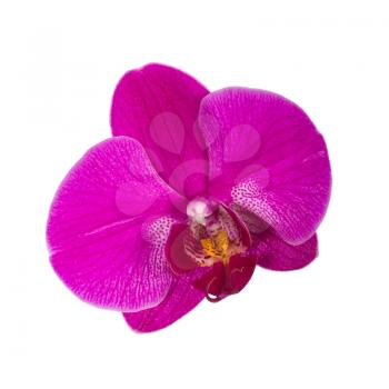 Orchid flower, close up shot. Isolated on white