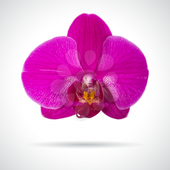 Single pink orchid flower. Realistic vector illustration.