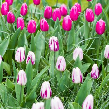 Fresh pink and white tulips in sunlight. Bunch of beautiful blooming flowers field. Spring time season garden. Abstract rural backdrop with vibrant colors. Marco shot. Blurry background. 