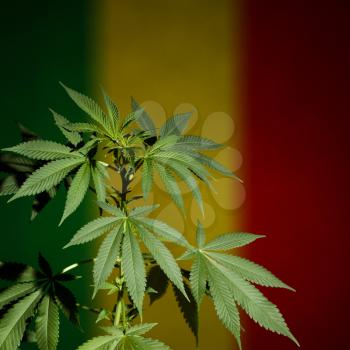 Cannabis with rastafarian flag background. Dark scene with deep shadows.