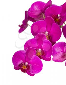 Violet orchid flowers. Floral background. Isolated on white.