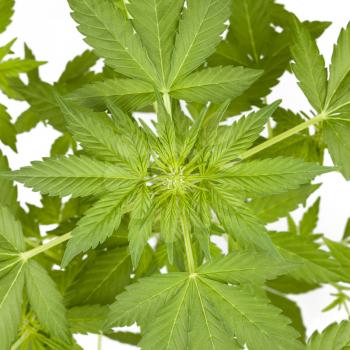 Marijuana plant isolated on white backgroiund. Top view.