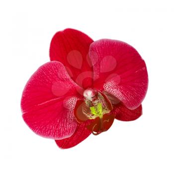 Red orchid flower, close up shot. Isolated on white