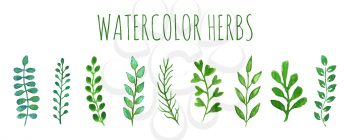 Collection of watercolor green herbs hand painted with brush, isolated on white background. Vecot illustration