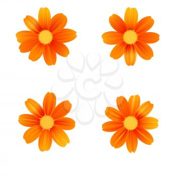 Set of isolated yellow gerbera or daisy. Vector colorful flowers on white background. Template for for t-shirt, fashion, prints and other design.