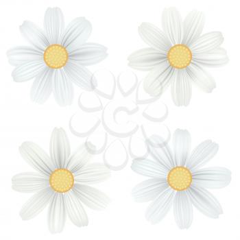 Set of isolated, white camomile, daisy. Vector flowers on white background, top view. Template for for t-shirt, fashion, prints and other design.