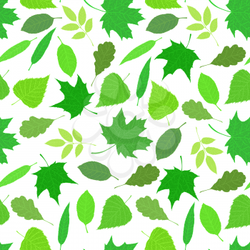 Various veined leaves on white background.
