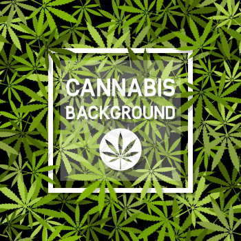 Cannabis marijuana leaves background with white frame. Vector illustration