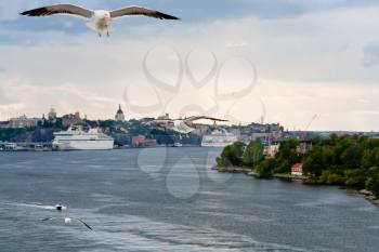 seagull on Baltic sea shore near Stockholm, Sweden