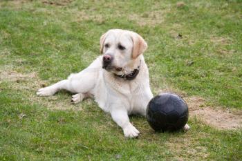 dog Labrador with black ball