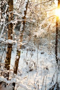 sunset in winter forest
