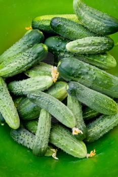 fresh cucumbers in green bucket