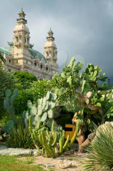 cactus in park (Monte Carlo), Monaco