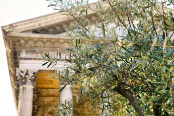 Old olive tree and  Roman temple on background (Maison Carree,Nimes, France)