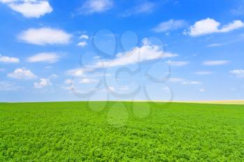 green lucerne field under blue sky in France