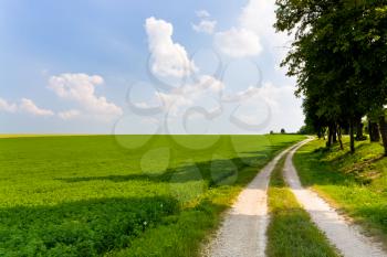 dirt road along lucerne field in France in summer day