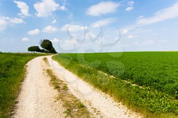dirt road along summer country field