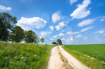 dirt road along lucerne field under blue sky