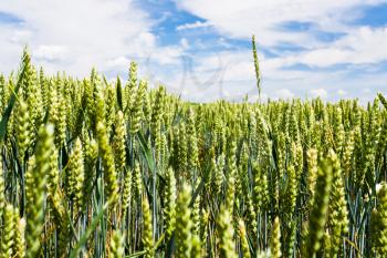 ear of wheat rise above wheat field under blue sky