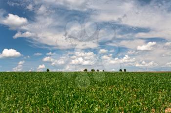 corn field under blue sky