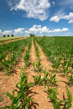 corn field under blue sky in France