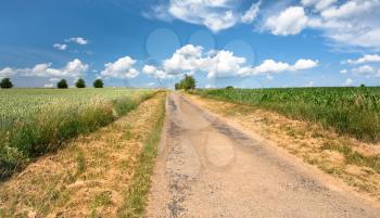 country road among corn and wheat fields in summer day
