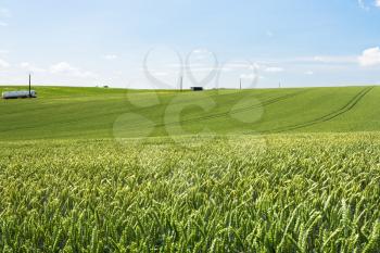 country landscape with summer green wheat field in France