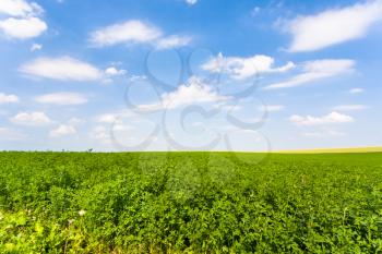 rural landscape with green alfalfa field and blue sky