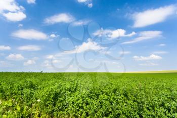 country landscape with green alfalfa field and blue sky