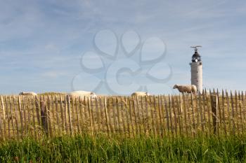 lighthouse and flock of sheep over a fence 