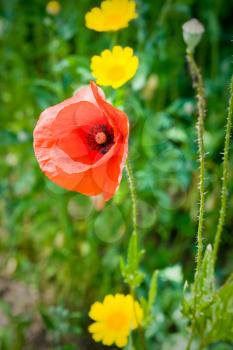 Red poppy and yellow buttercups on a green meadow in summer