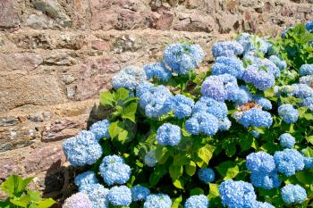 traditional flower hydrangea near stone wall in Brittany France