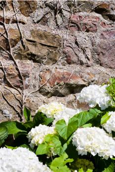 traditional flower white hydrangea near stone wall in Brittany France