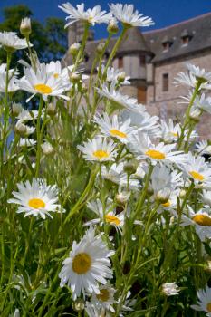 white camomiles in front of medieval chateau in Brittany, France