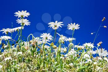 wild camomiles with blue sky background