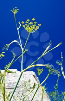 spidery on dill with blue sky on background
