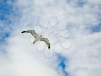 one seagull in clouds and blue sky