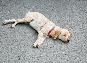 small dog in red  breast band sleeps on road