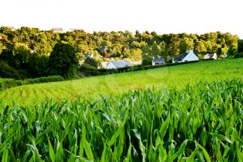 small country green corn field in Brittany, France