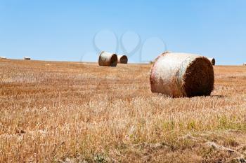 straw stacks in harvested field in summer