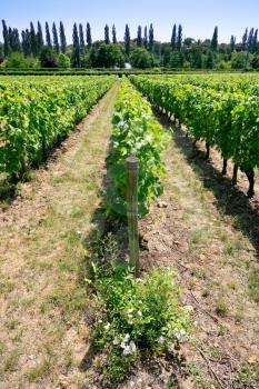 vine rows at vineyard in Val de Loire, France