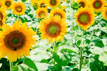 sunflower field in Alsace, France