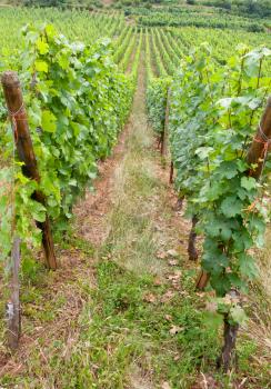 vine beds at vineyard in Alsace, France