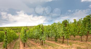 vine rows at vineyard in Alsace, France