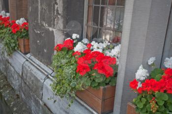 traditional geranium flower on windowsill in Germany