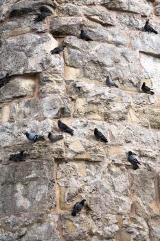 pigeons on old stone wall in Istanbul, Turkey
