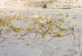 wind whirls leaves in autumn city