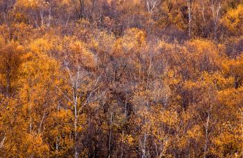 yellow autumn grove top view